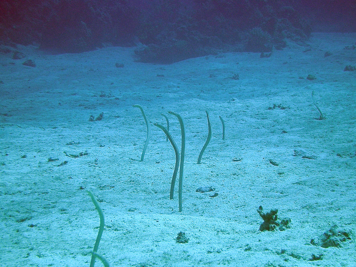 Gorgasia sillneri (Anguilla giardiniera del Mar Rosso)